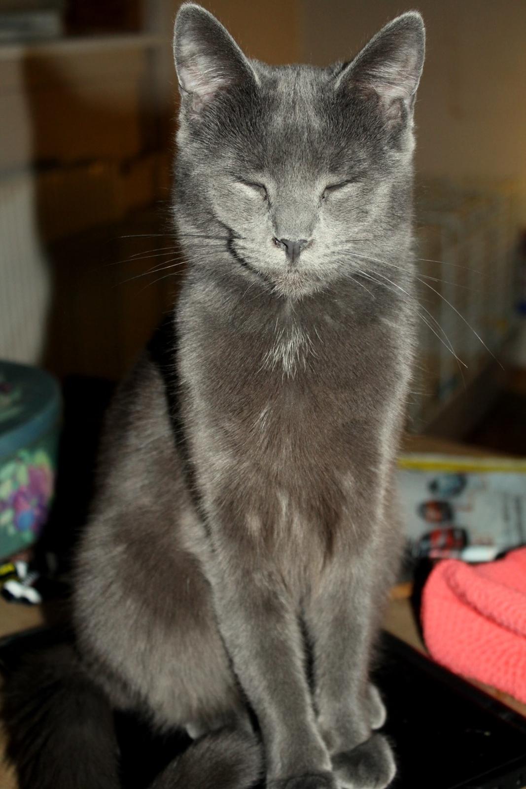 Huskat Mr bean billede 24