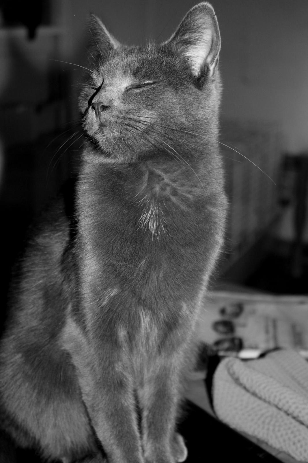 Huskat Mr bean billede 32