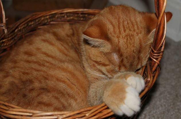 Huskat Kitkat (Mizz) R.I.P billede 10