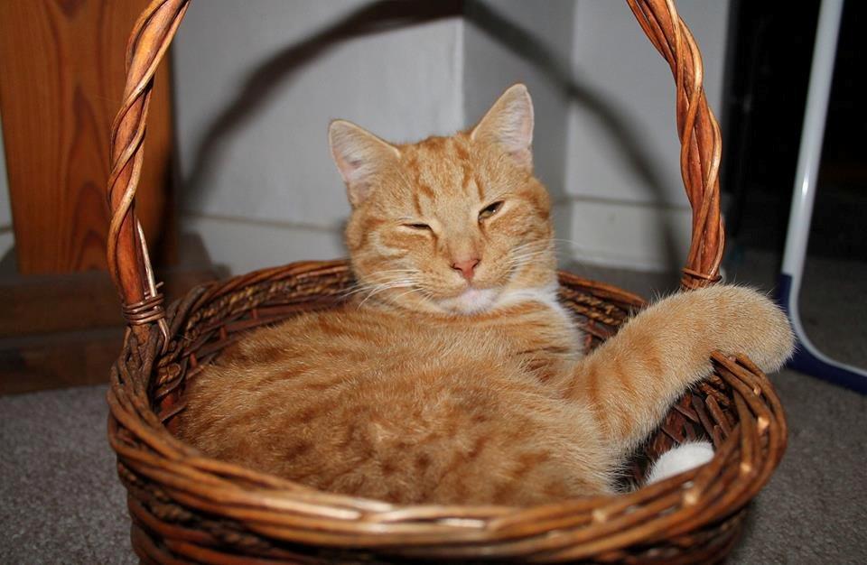 Huskat Kitkat (Mizz) R.I.P billede 11