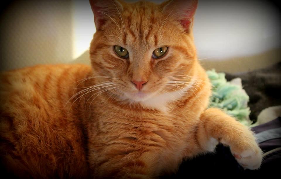 Huskat Kitkat (Mizz) R.I.P billede 9