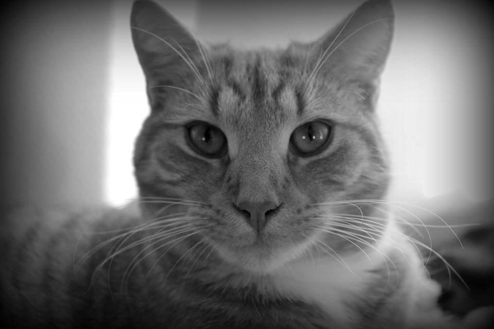 Huskat Kitkat (Mizz) R.I.P billede 8