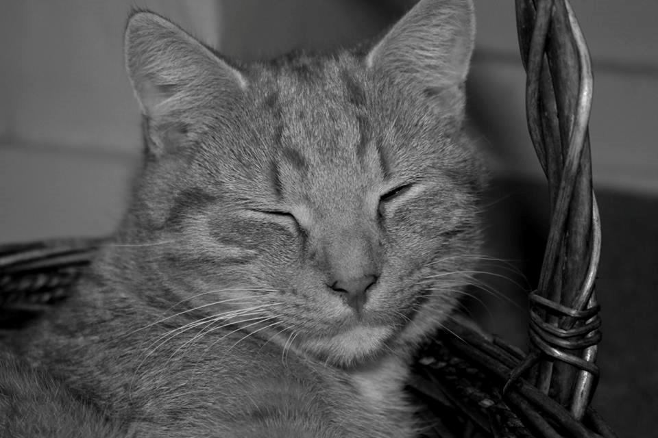 Huskat Kitkat (Mizz) R.I.P billede 12