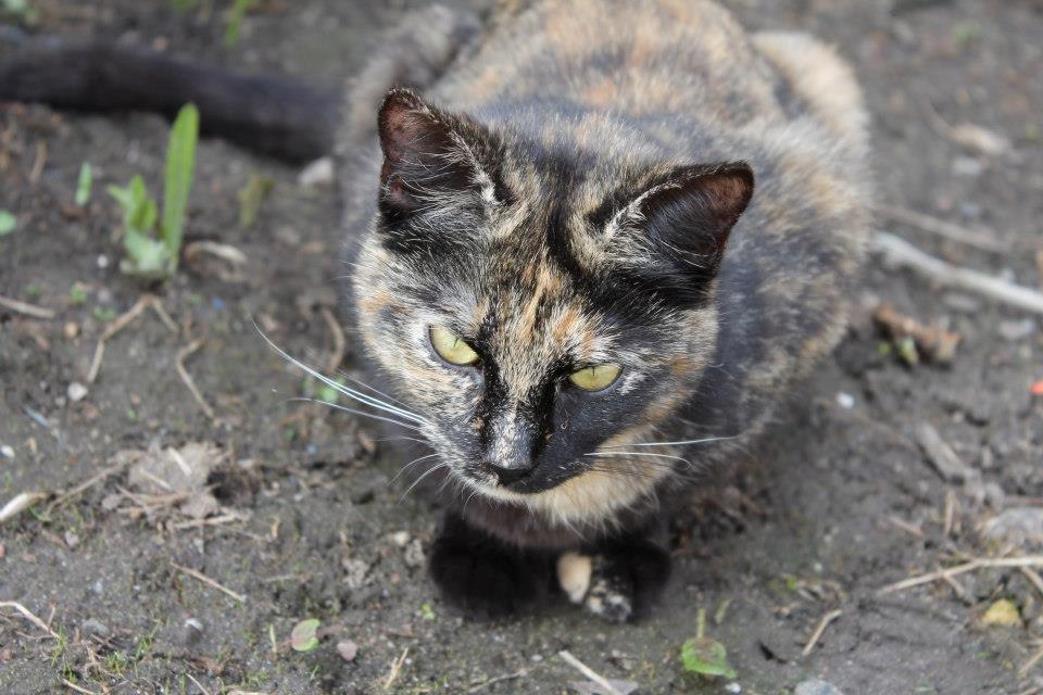 Huskat Bøllemizz billede 29