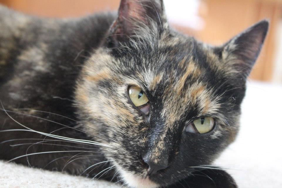 Huskat Bøllemizz billede 3