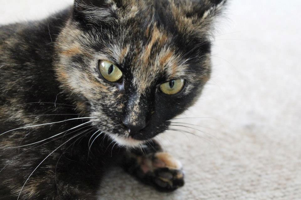 Huskat Bøllemizz billede 7