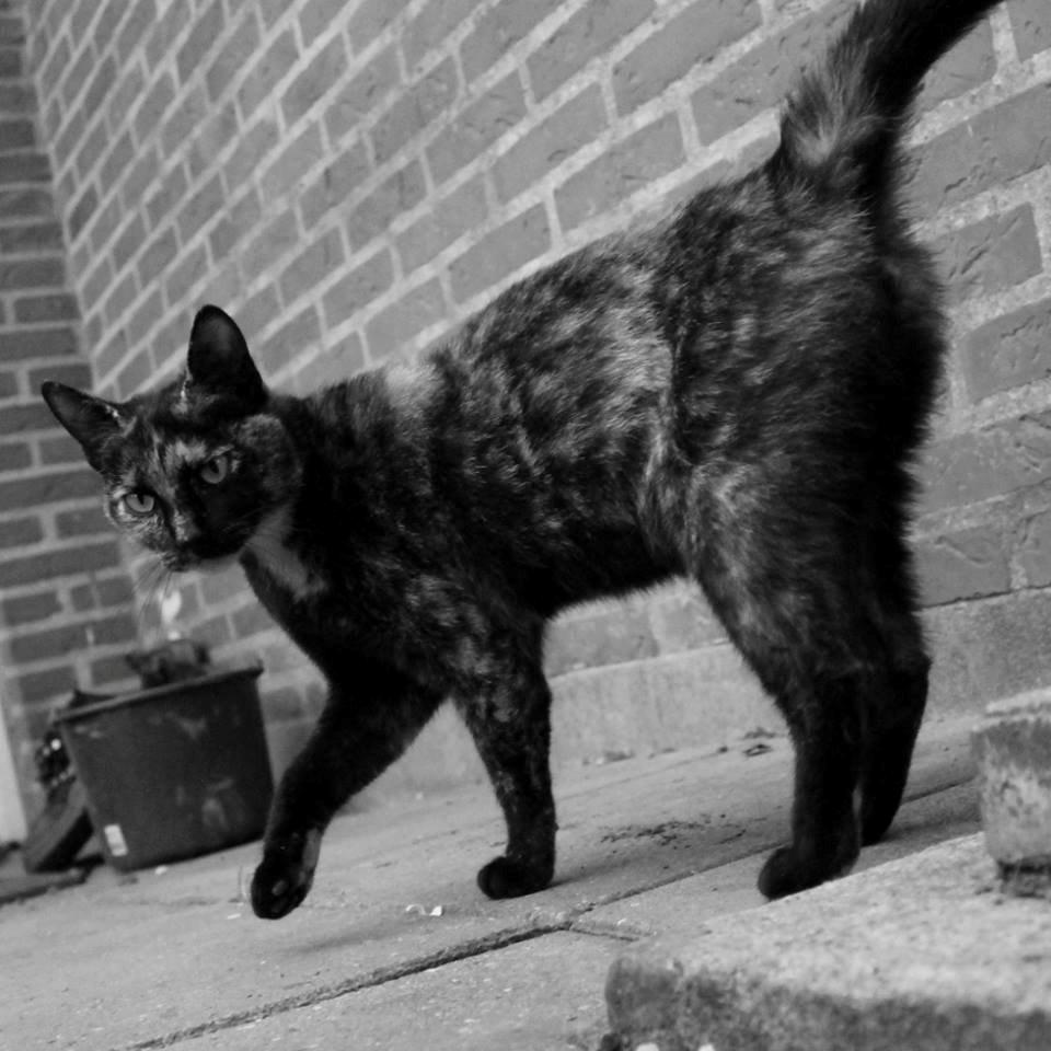 Huskat Bøllemizz billede 30