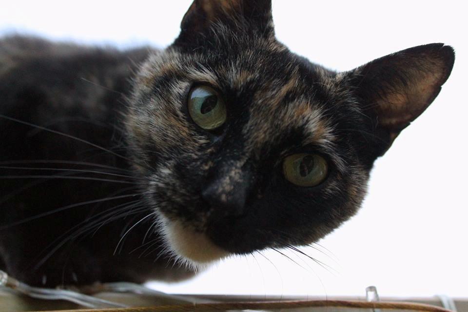 Huskat Bøllemizz billede 2