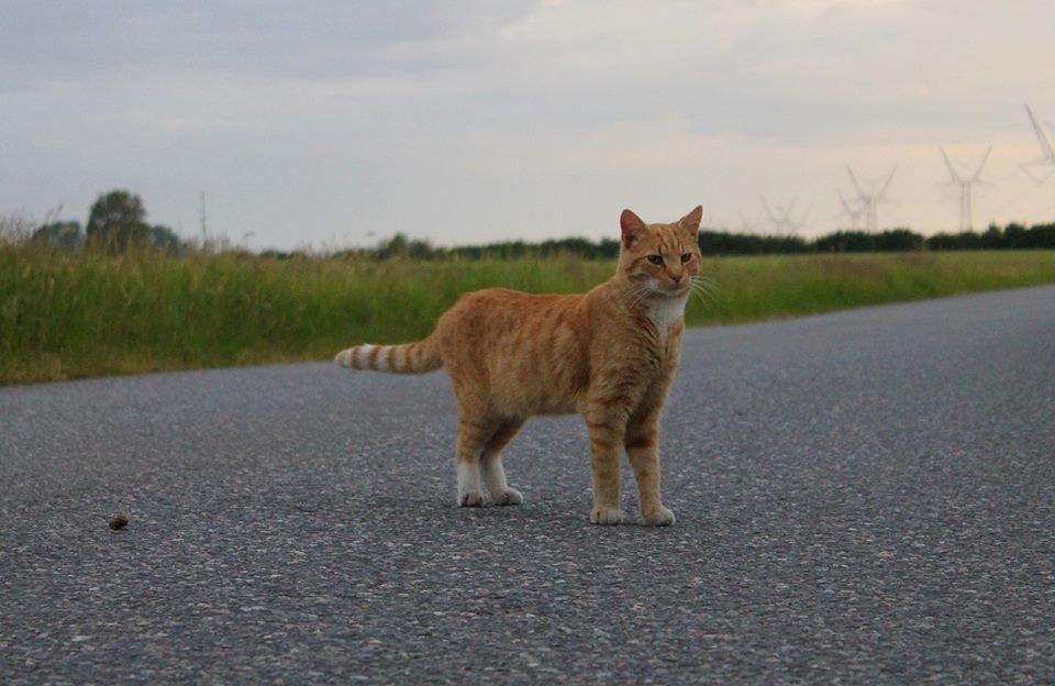 Huskat Kitkat (Mizz) R.I.P billede 7