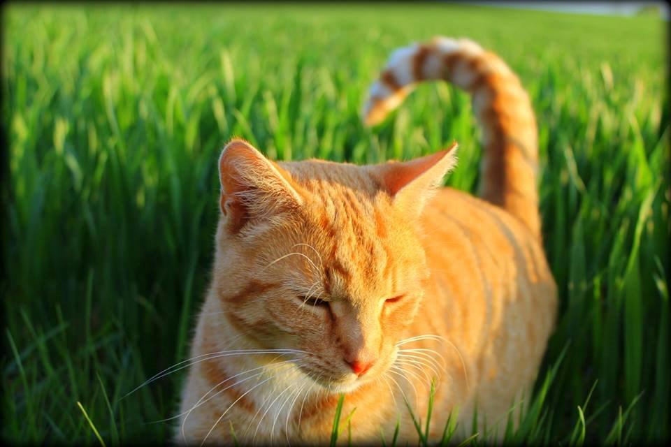 Huskat Kitkat (Mizz) R.I.P billede 4