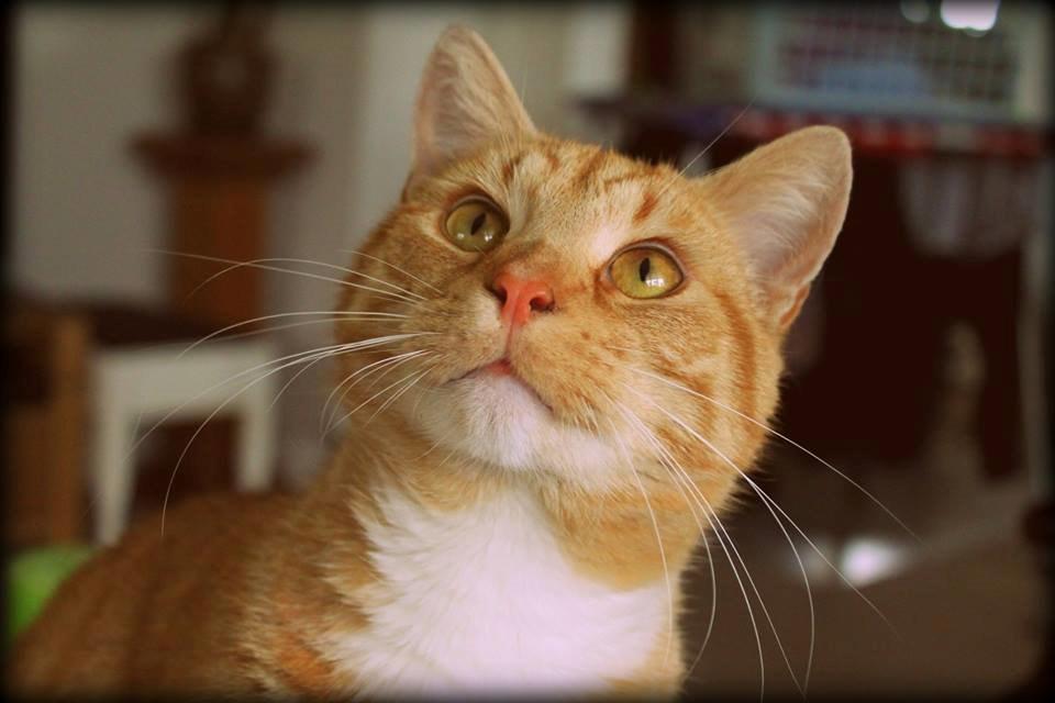 Huskat Kitkat (Mizz) R.I.P billede 3