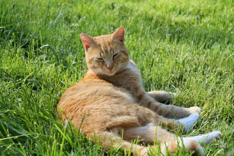 Huskat Kitkat (Mizz) R.I.P billede 6