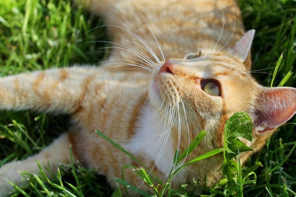 Huskat Kitkat (Mizz) R.I.P billede 5