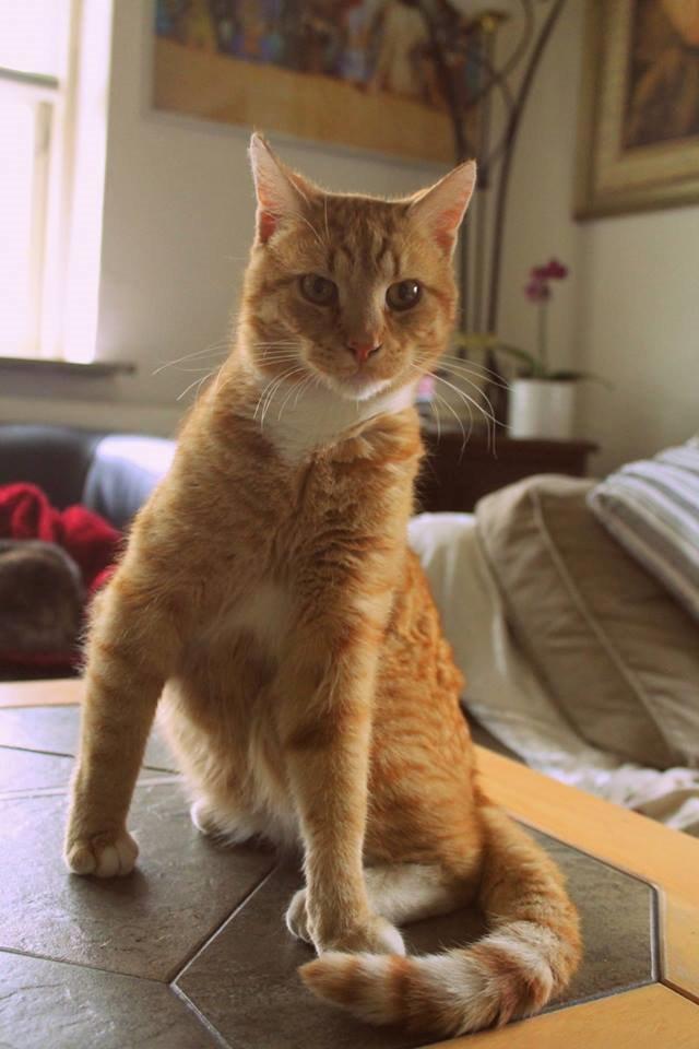 Huskat Kitkat (Mizz) R.I.P billede 2