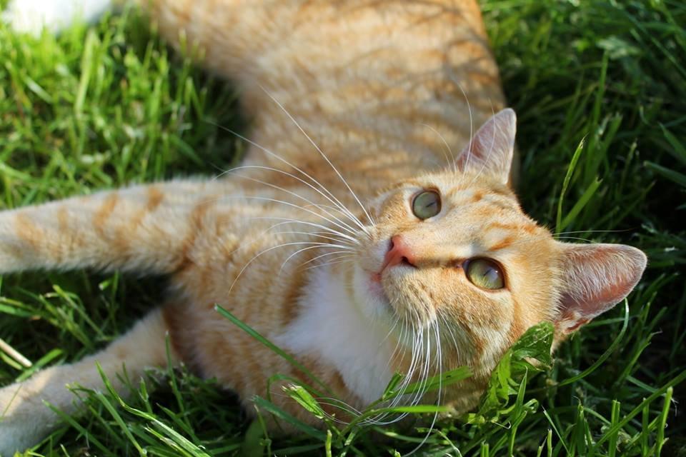 Huskat Kitkat (Mizz) R.I.P billede 1