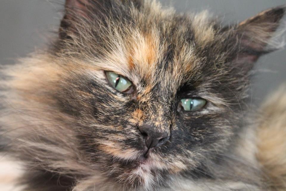 Norsk Skovkat Sannemizz (Himmelkat) billede 8