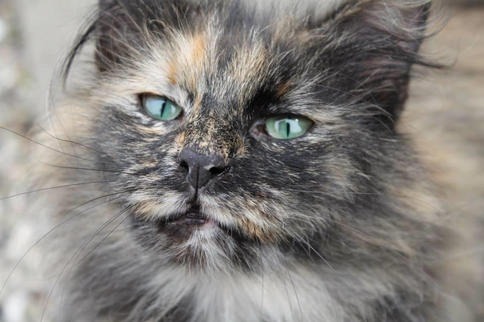 Norsk Skovkat Sannemizz (Himmelkat) billede 4