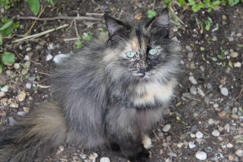 Norsk Skovkat Sannemizz (Himmelkat) billede 23