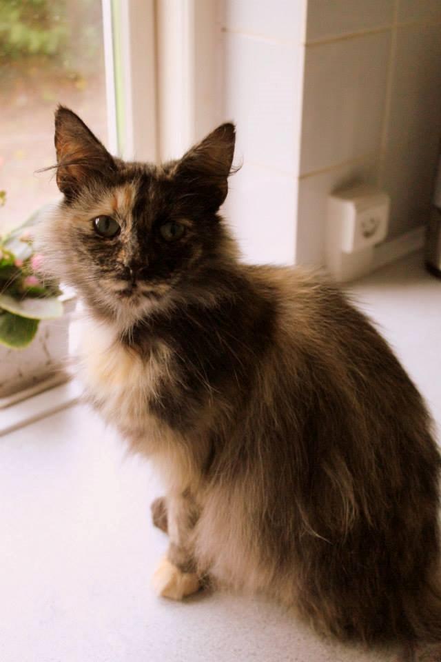 Norsk Skovkat Sannemizz (Himmelkat) billede 18