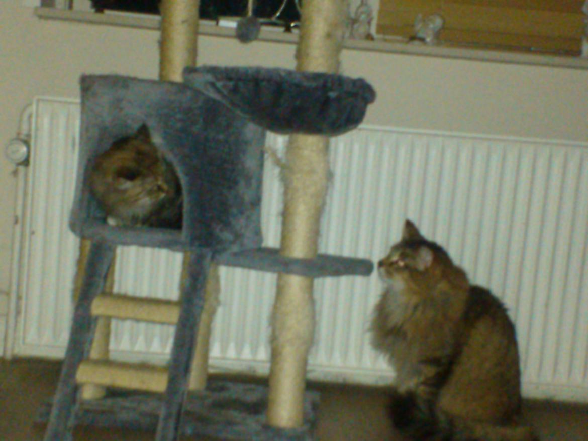 Maine Coon Molly billede 2