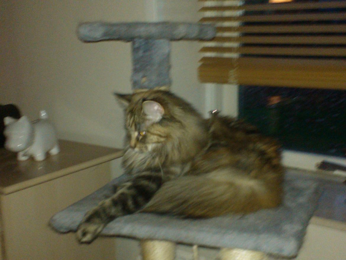 Maine Coon Molly billede 3