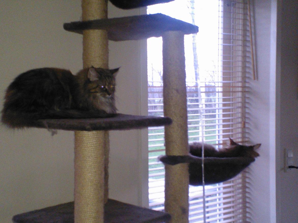 Maine Coon Molly billede 5