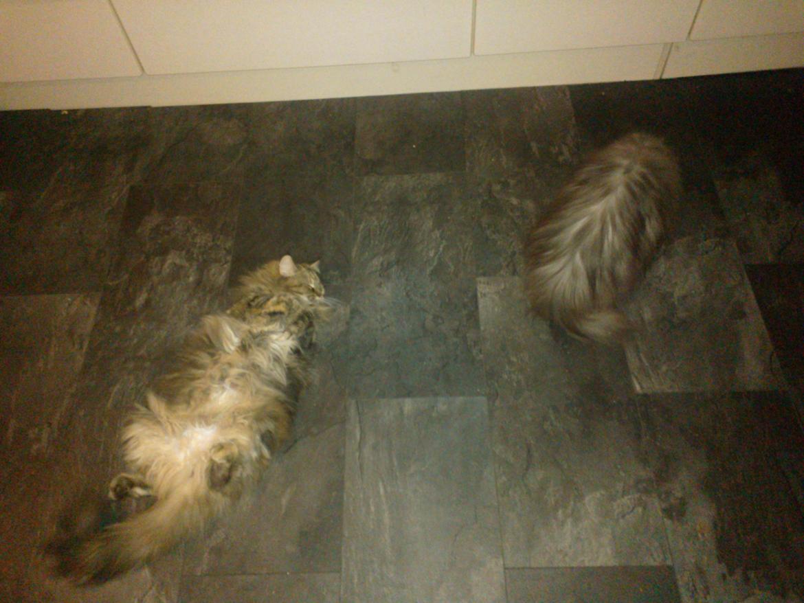 Maine Coon Molly billede 6