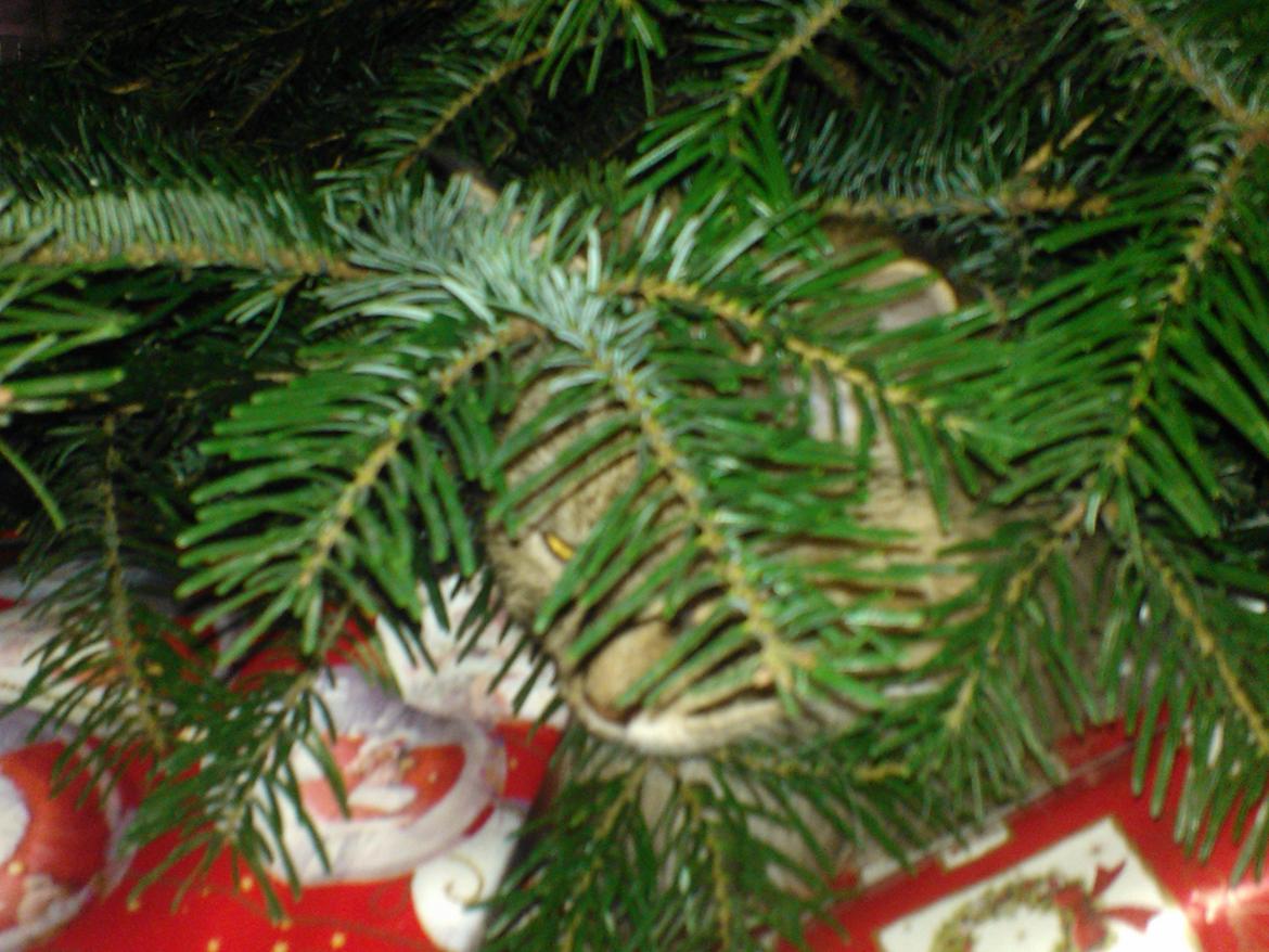 Maine Coon Molly billede 7