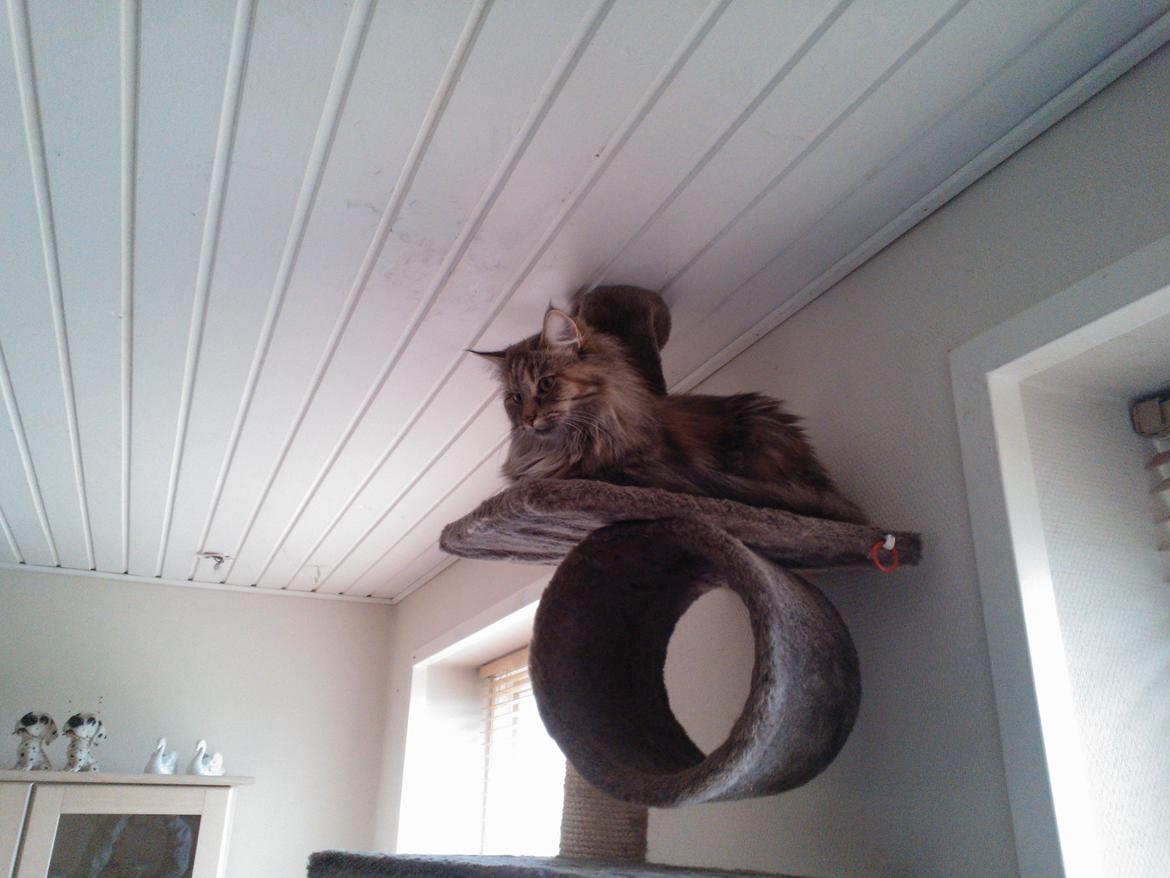 Maine Coon Molly billede 8