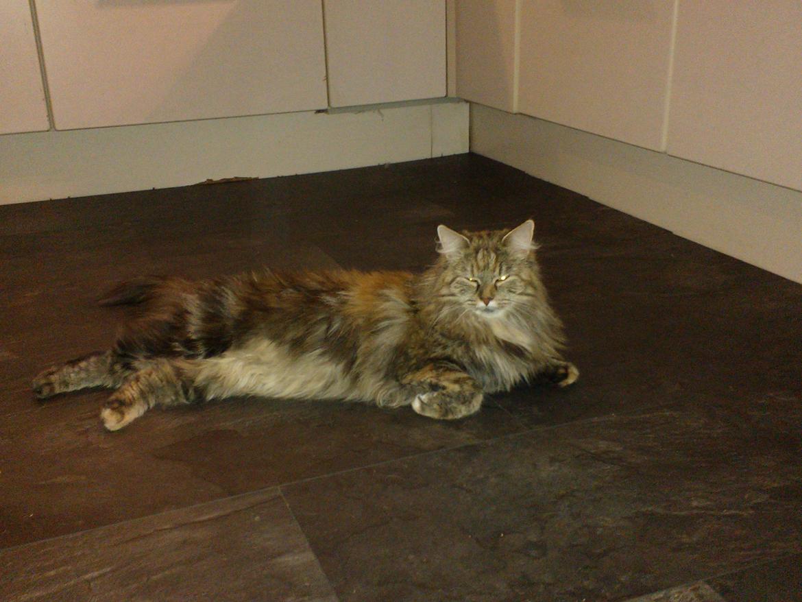 Maine Coon Molly billede 9