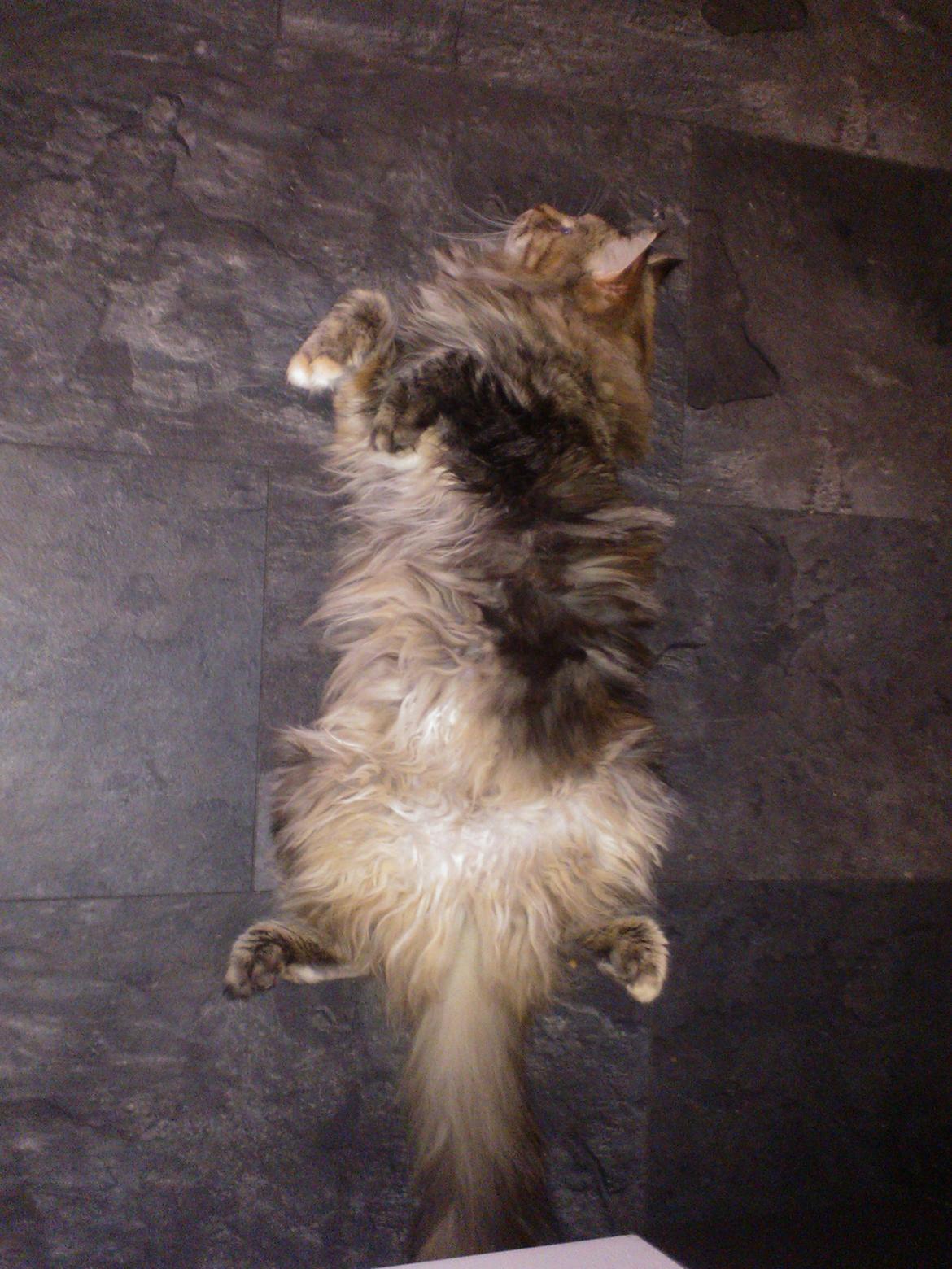 Maine Coon Molly billede 10