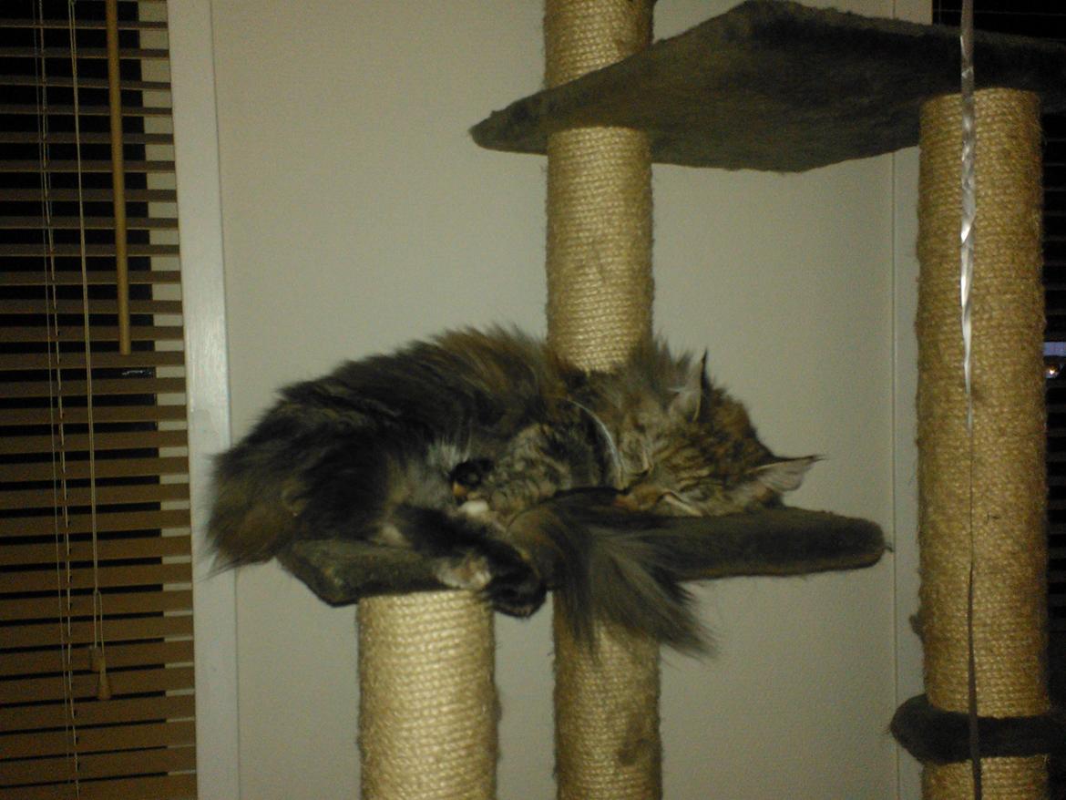 Maine Coon Molly billede 4
