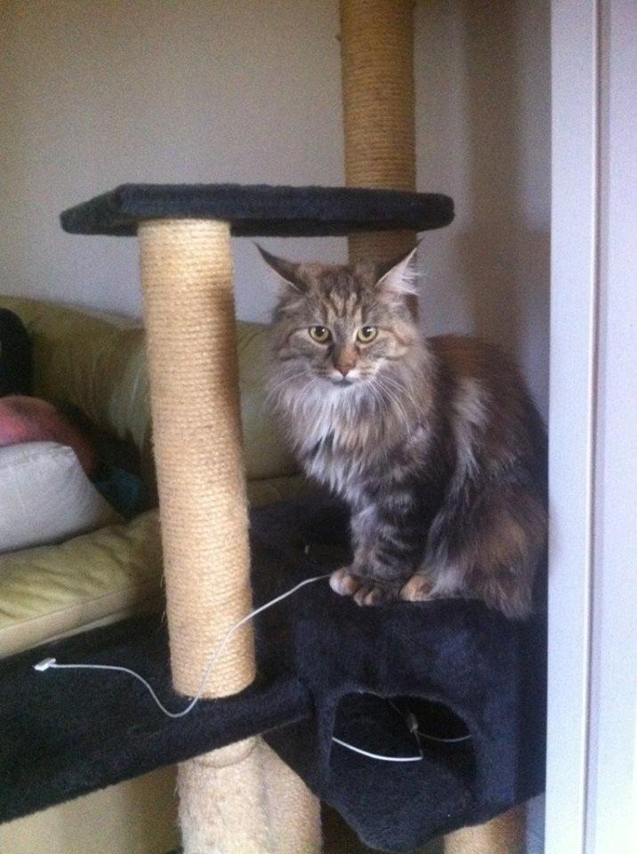 Maine Coon Molly billede 1