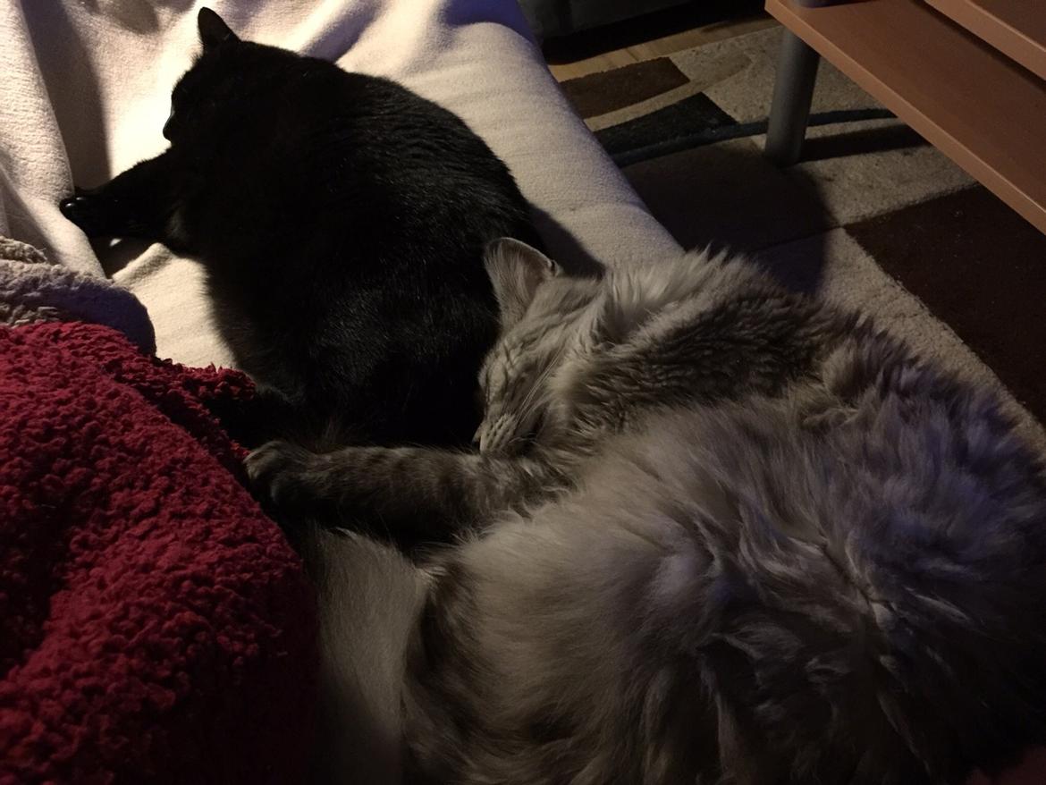 Maine Coon (Thor) Amistia Glowing Silver billede 4