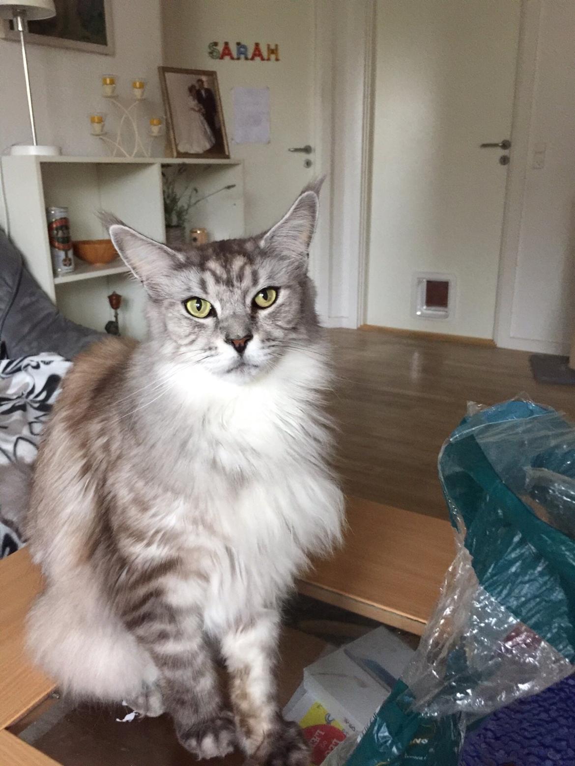 Maine Coon (Thor) Amistia Glowing Silver billede 1