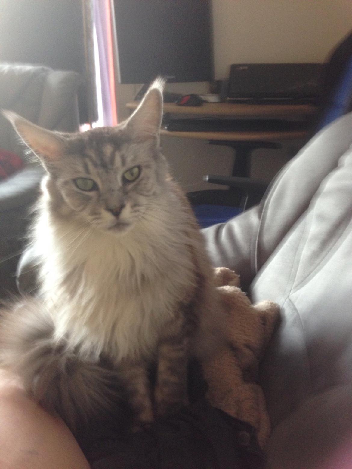 Maine Coon (Thor) Amistia Glowing Silver billede 6