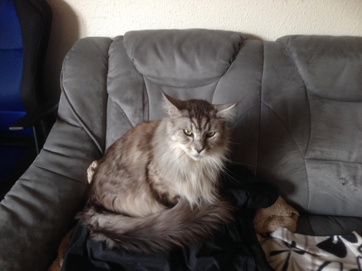 Maine Coon (Thor) Amistia Glowing Silver billede 5