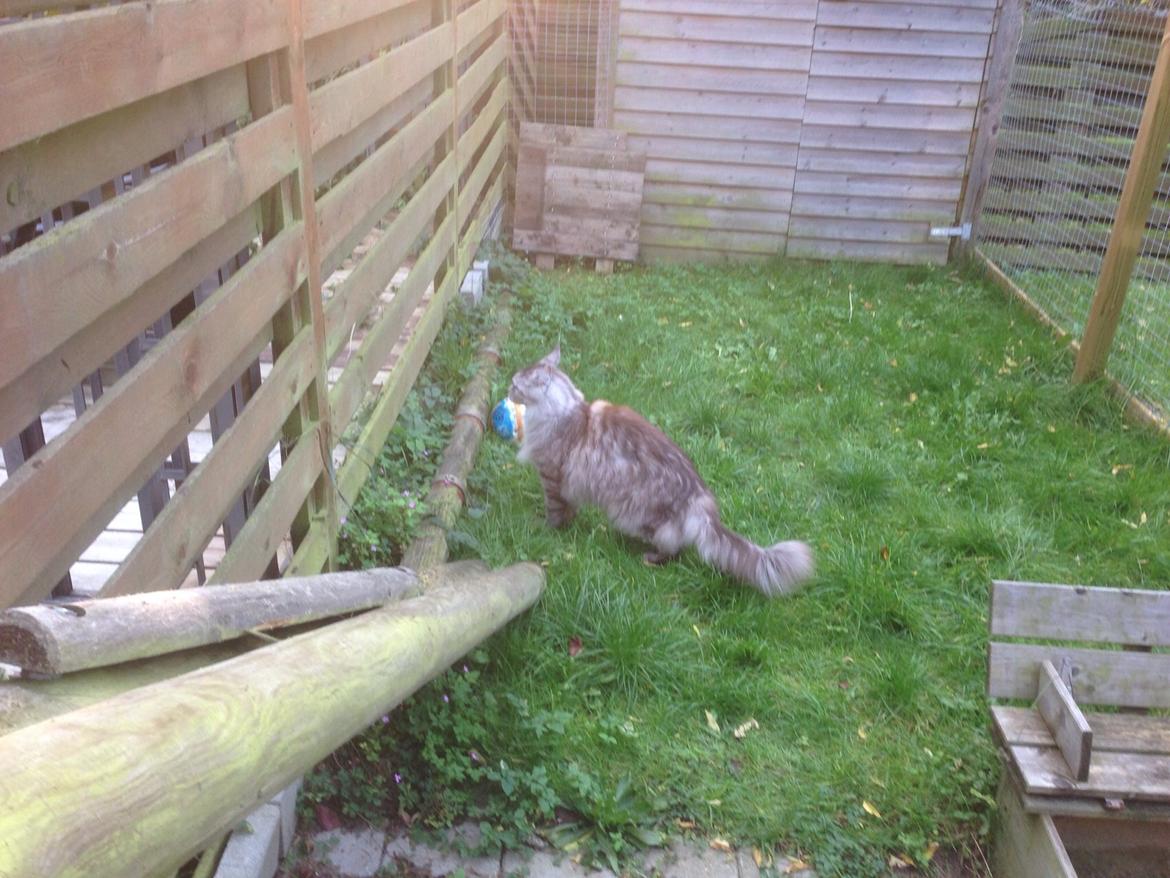 Maine Coon (Thor) Amistia Glowing Silver billede 7