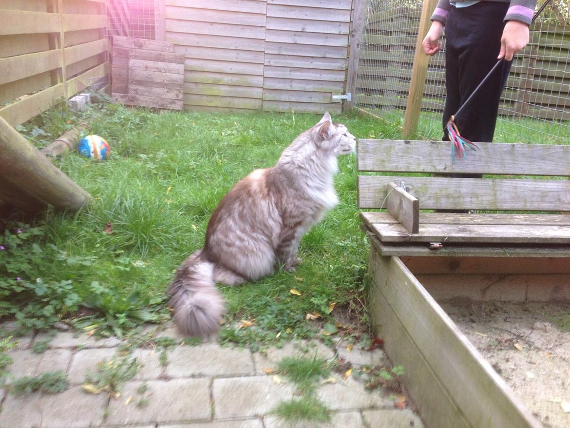 Maine Coon (Thor) Amistia Glowing Silver billede 8