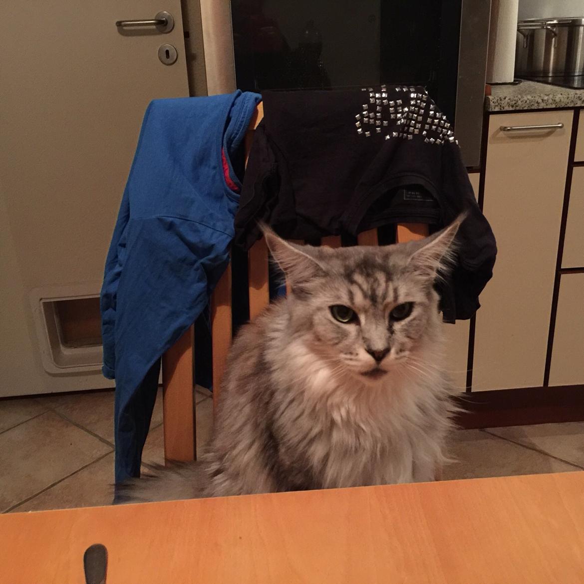 Maine Coon (Thor) Amistia Glowing Silver billede 9