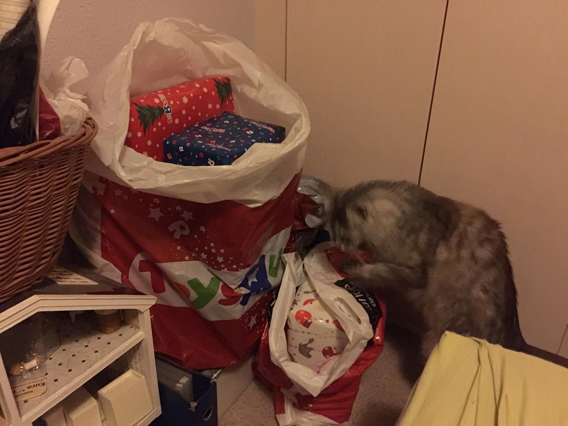 Maine Coon (Thor) Amistia Glowing Silver billede 2