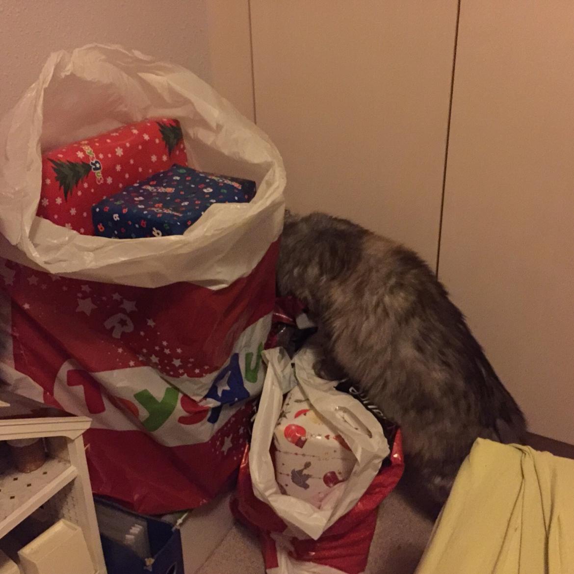 Maine Coon (Thor) Amistia Glowing Silver billede 3