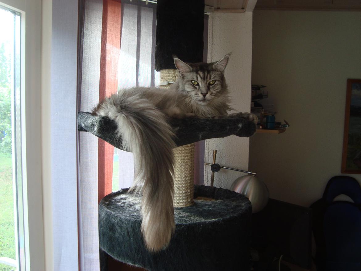 Maine Coon (Thor) Amistia Glowing Silver billede 10