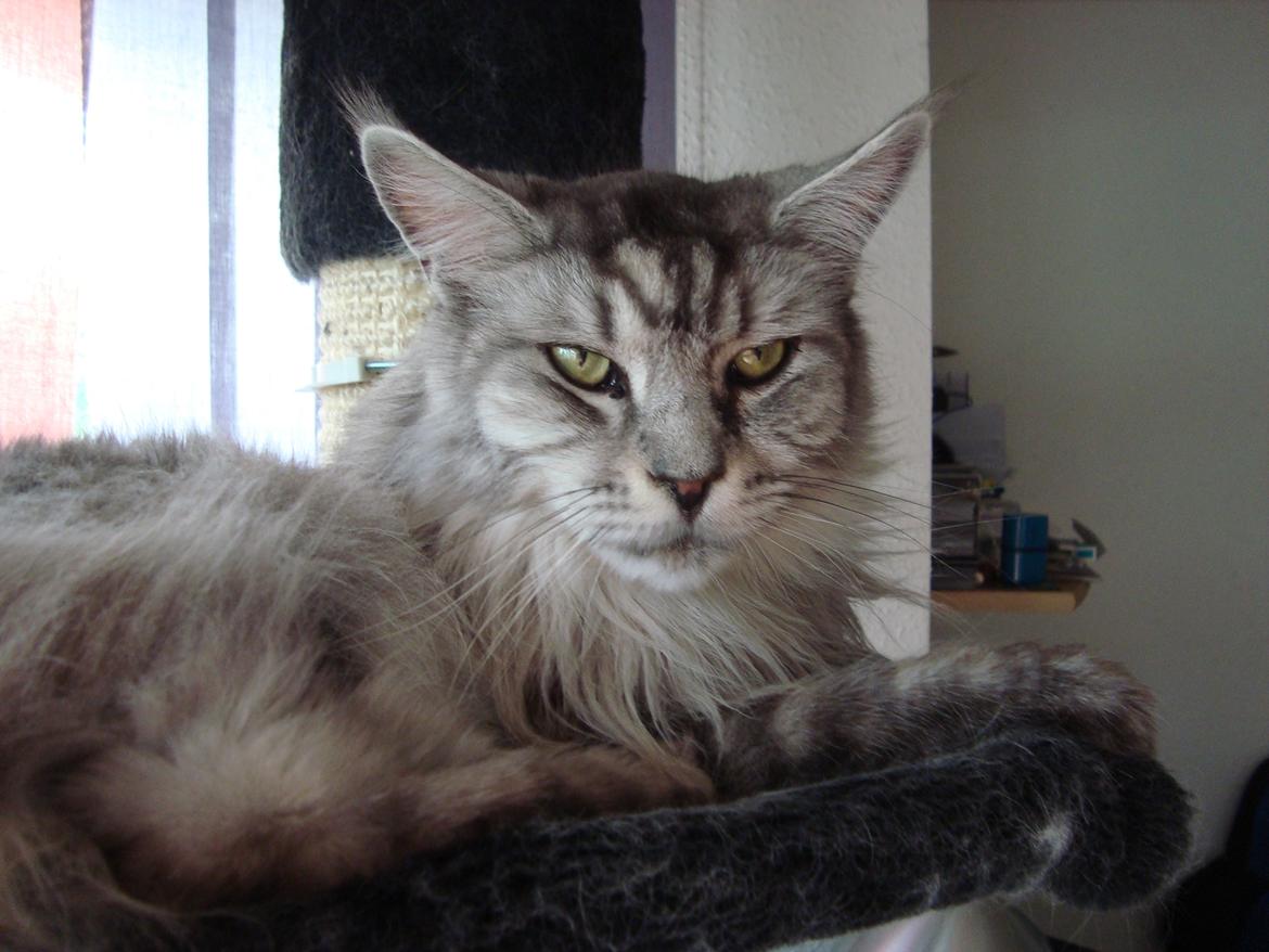 Maine Coon (Thor) Amistia Glowing Silver billede 11