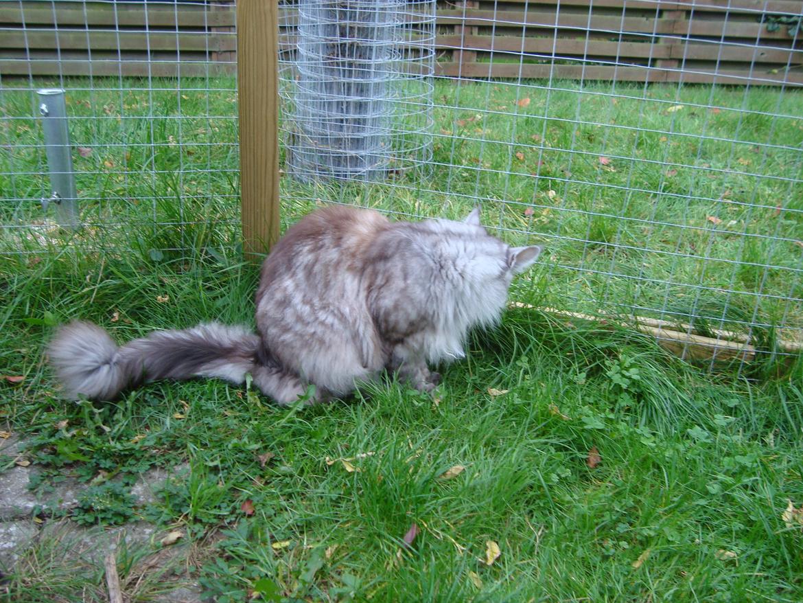 Maine Coon (Thor) Amistia Glowing Silver billede 12