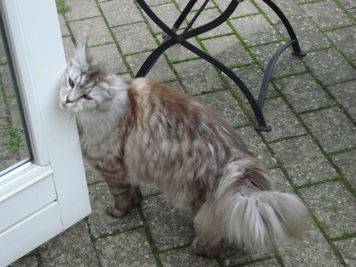 Maine Coon (Thor) Amistia Glowing Silver billede 14