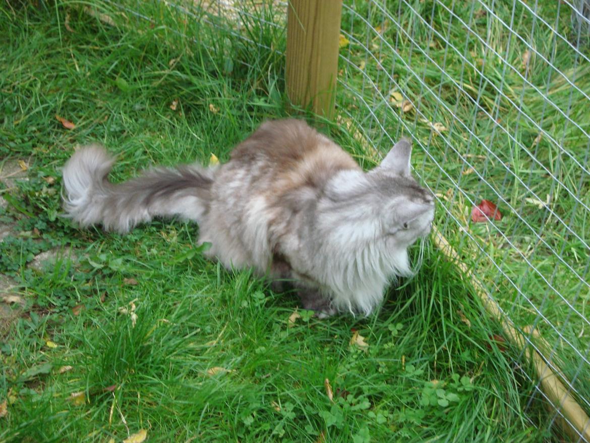 Maine Coon (Thor) Amistia Glowing Silver billede 15