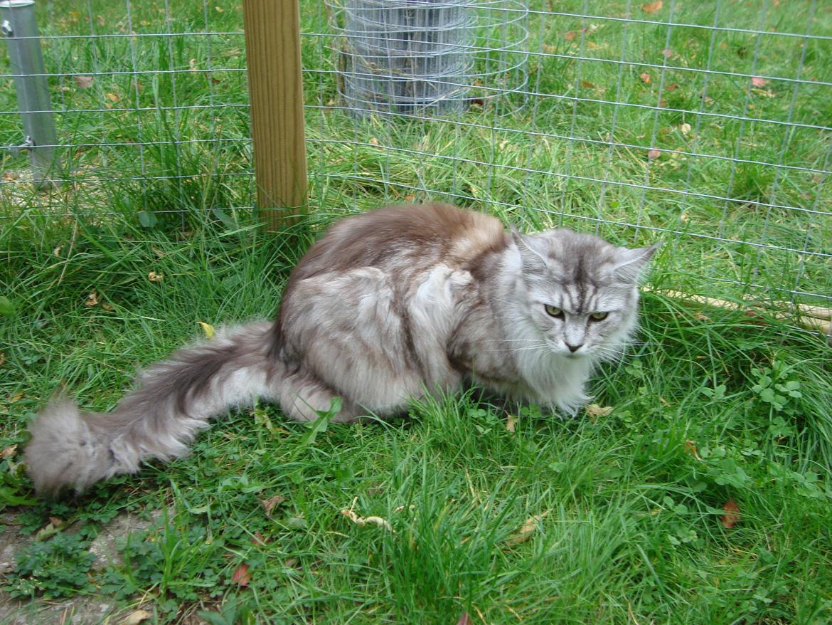 Maine Coon (Thor) Amistia Glowing Silver billede 16