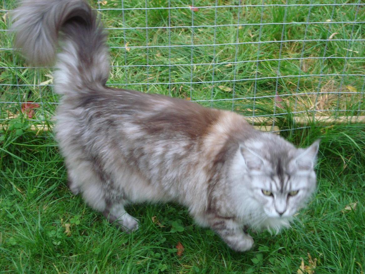 Maine Coon (Thor) Amistia Glowing Silver billede 13