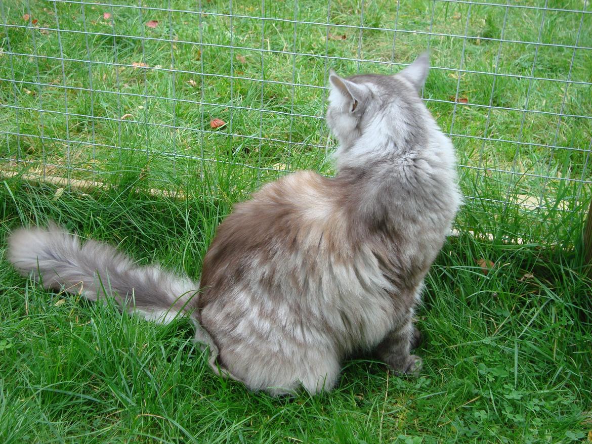 Maine Coon (Thor) Amistia Glowing Silver billede 18